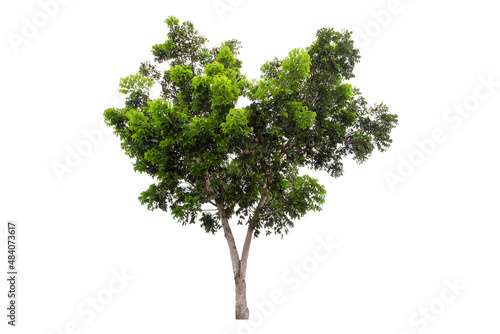 Clipping path of a large green tree isolated on a white background.