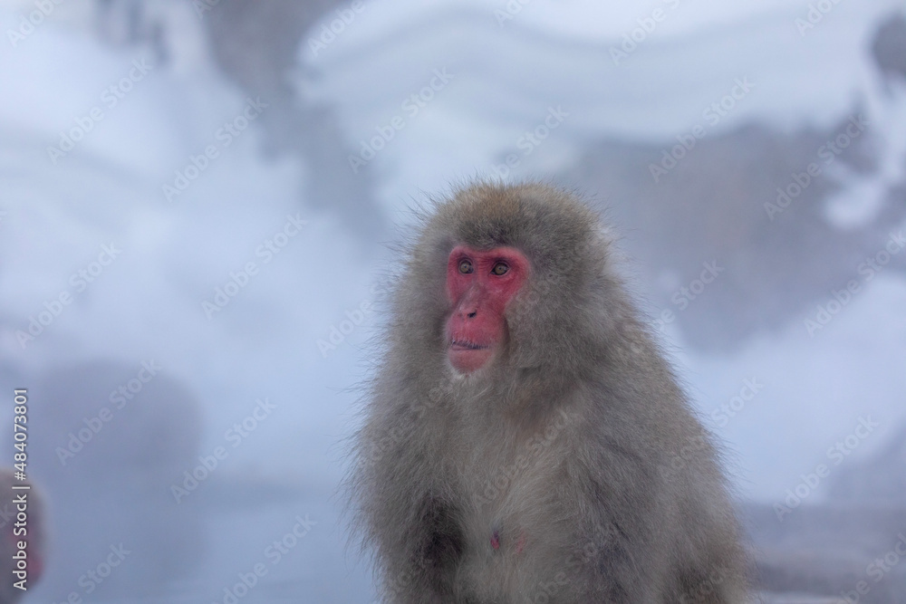 SNOW MONKEY SNOW MONKEY