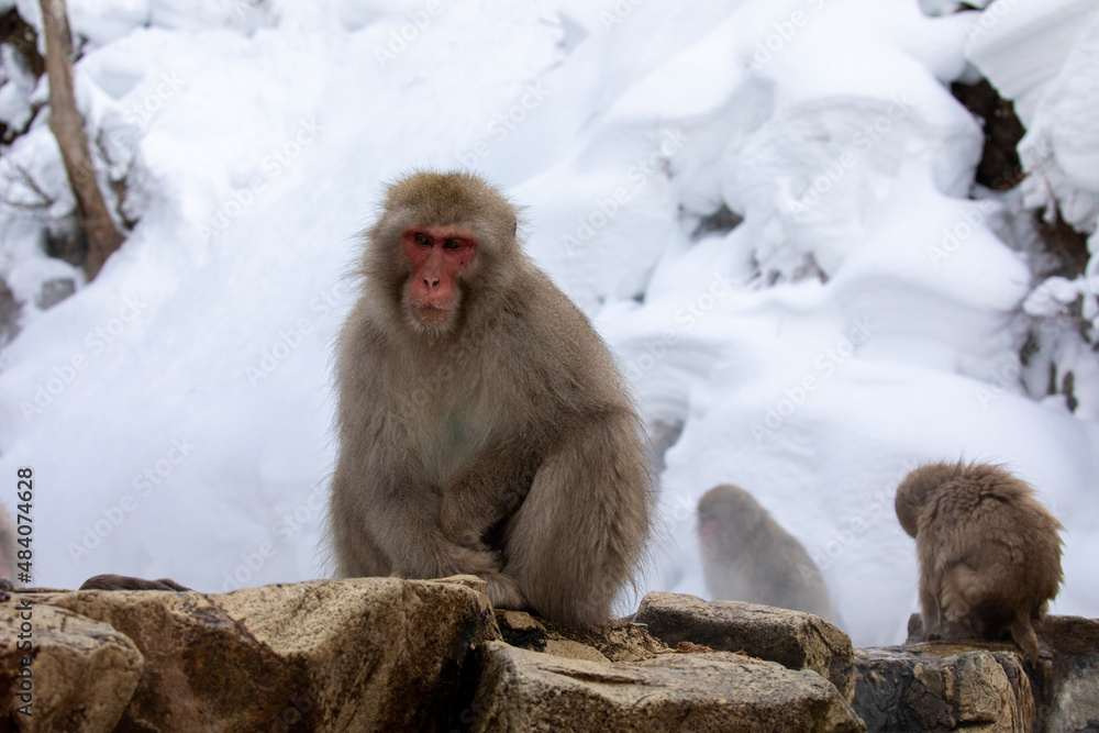 portrait of a macaque
