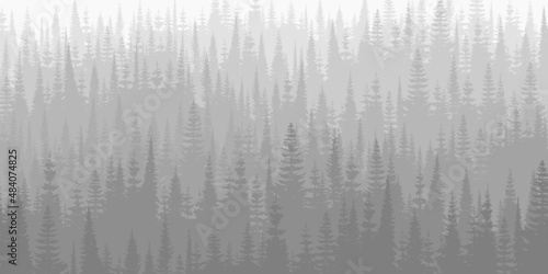 Coniferous forest in the morning haze, black and white landscape	