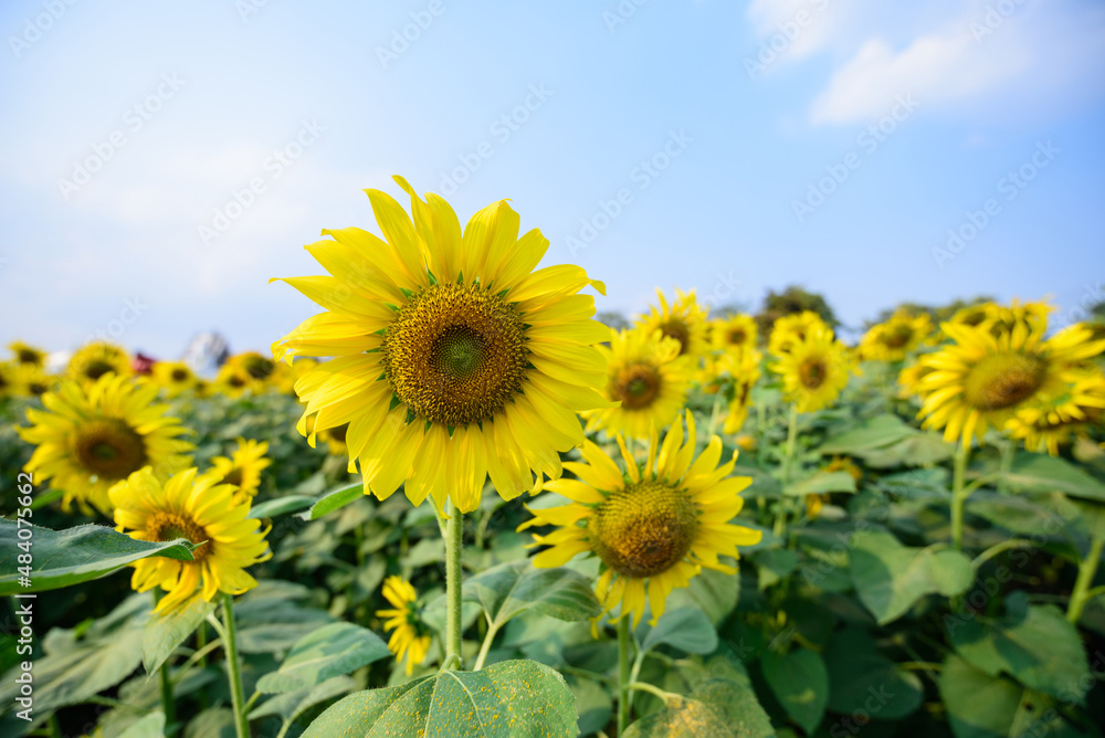 Fresh sunflower with blue sky in sunshine day