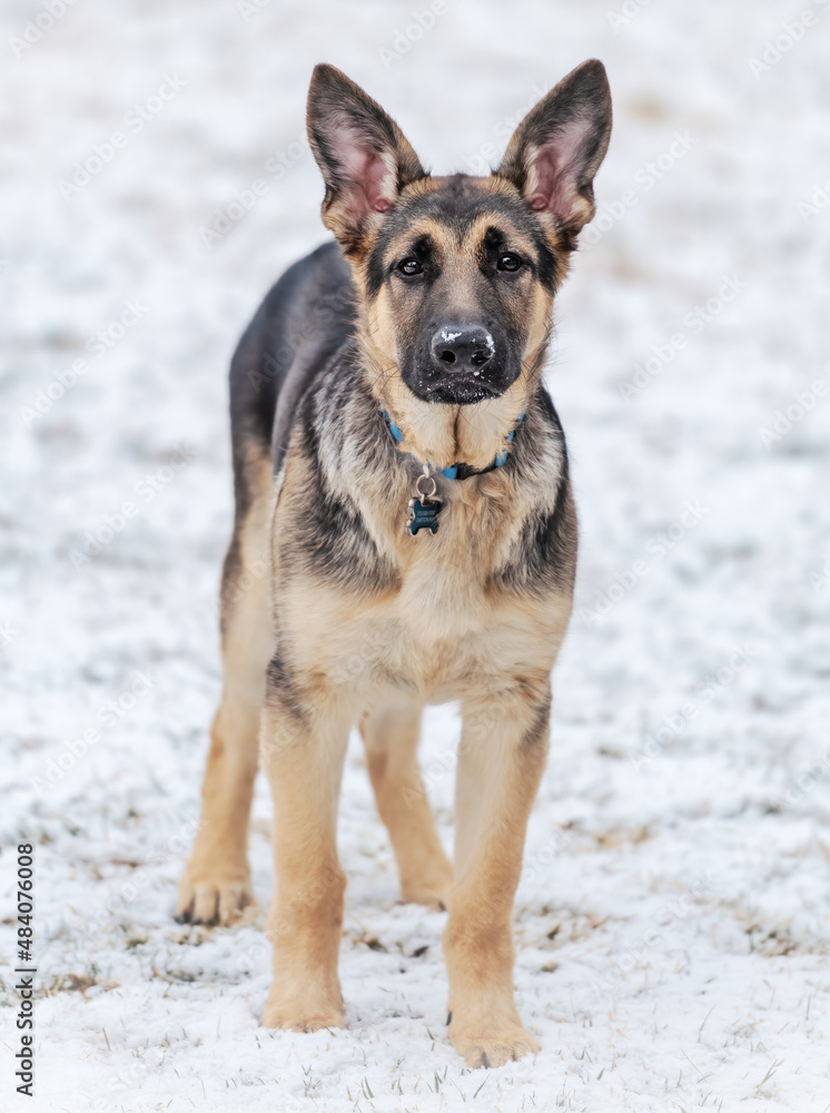 german shepherd dog in the snow