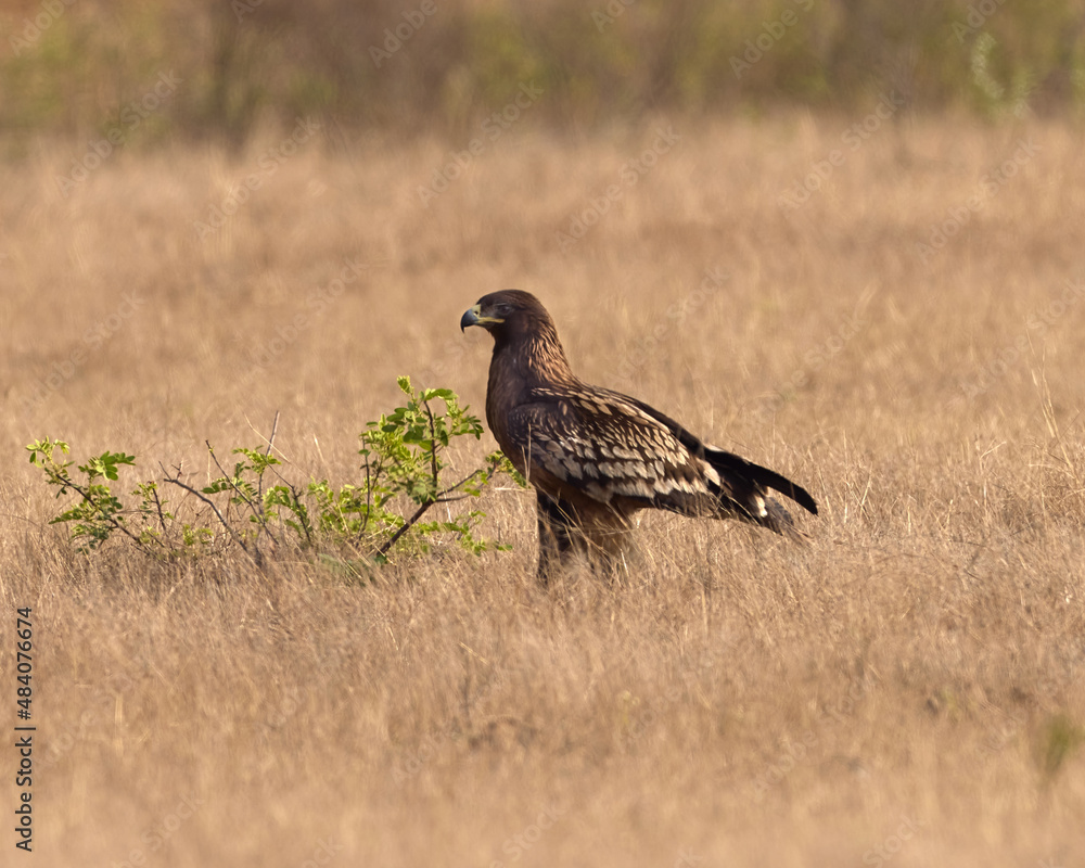 Obraz premium A lone Greater spotted Eagle on the lookout for its early morning feast around him.