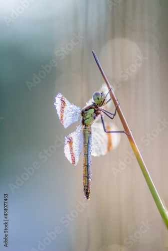 Wallpaper Mural Sympetrum pedemontanum,banded darter,dragonfly in summer Torontodigital.ca