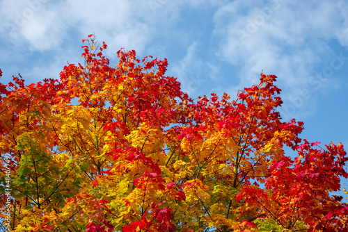 Bild auf Leinwand yellow and red foliage of an autumn tree against a blue sky