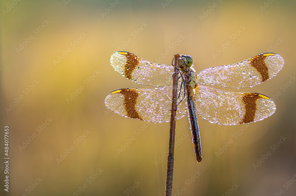 custom made wallpaper toronto digitalSympetrum pedemontanum,banded darter,dragonfly in summer