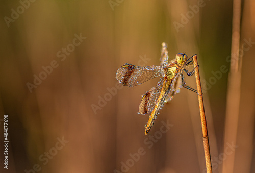 Wallpaper Mural Sympetrum pedemontanum,banded darter,dragonfly in summer Torontodigital.ca