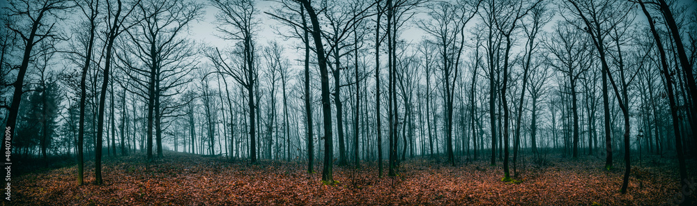 Panorama of bare trees in the autumn forest in cloudy weather