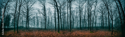 Panorama of bare trees in the autumn forest in cloudy weather