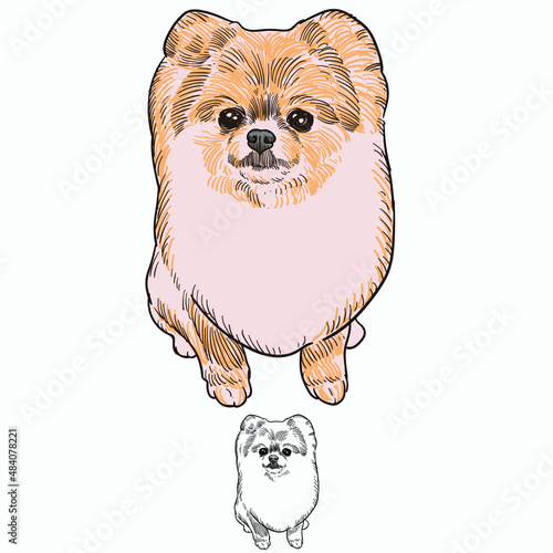 Vintage hand drawn sketch  colored grooming dog