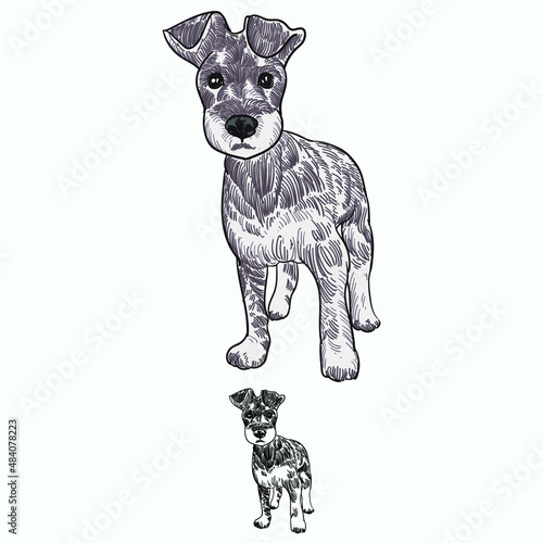 Vintage hand drawn sketch  colored grooming dog