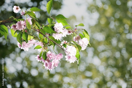 Beautiful fresh Flower Blossom Natural Spring © BillionPhotos.com
