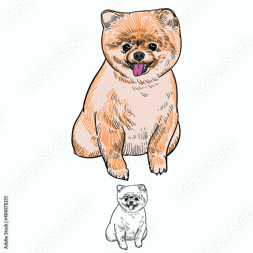Vintage hand drawn sketch  colored grooming dog