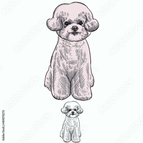 Vintage hand drawn sketch  colored grooming dog