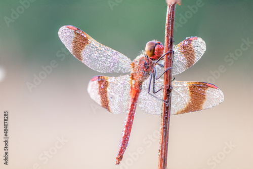 Sympetrum pedemontanum,banded darter,dragonfly in summer