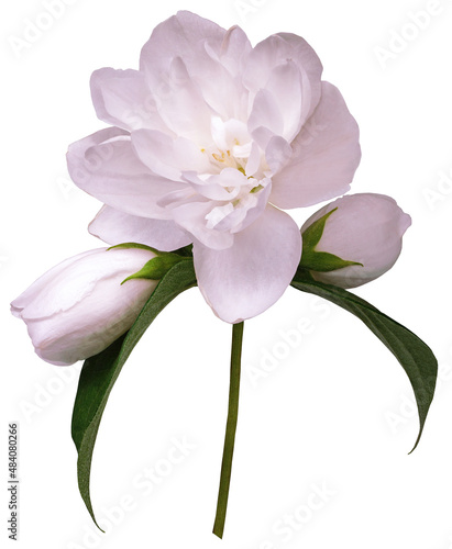 Fototapeta Naklejka Na Ścianę i Meble -  Pink jasmine flower  isolated  on white background with clipping path. Closeup. For design. Nature.