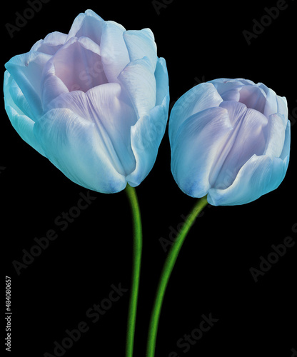 Blue tulips flowers on black isolated background with clipping path. Closeup. Flower on a green stem. Nature.