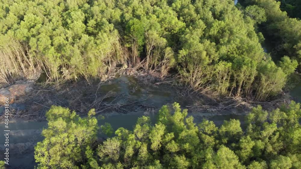 Mangrove tree is cut at swamp area Mangrove tree is cut at swamp area