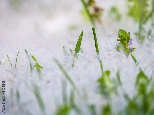 White Poplar fluff lies on the green grass, concept poplar allergy. © Dmitrii Potashkin