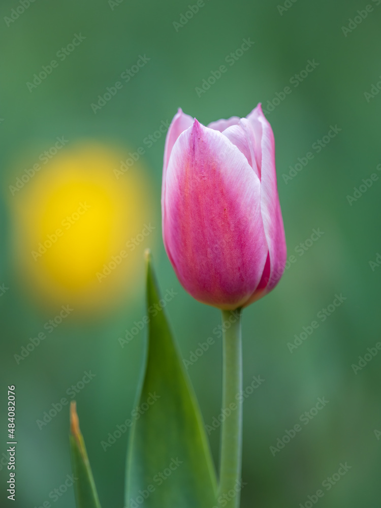 Beautiful pink and white tulips flower bed in the green spring garden Beautiful pink and white tulips flower bed in the green spring garden