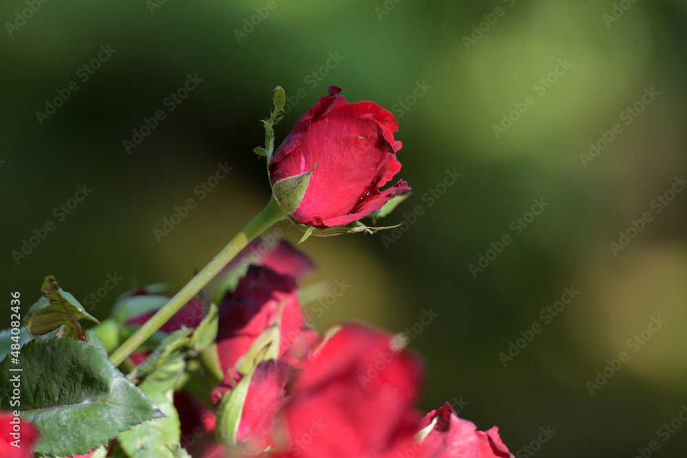 Fototapeta premium red roses blooming in the garden in the morning