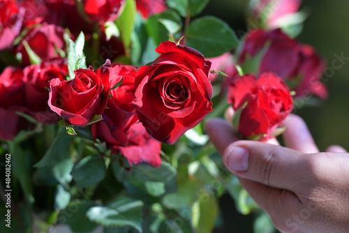 Wallpaper Mural hand plucking red roses in the garden Torontodigital.ca