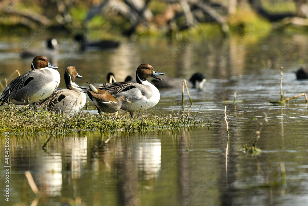 Northern pintail or Anas acuta family with reflection in water at keoladeo national park or bharatpur bird sanctuary rajasthan india Northern pintail or Anas acuta family with reflection in water at keoladeo national park or bharatpur bird sanctuary rajasthan india
