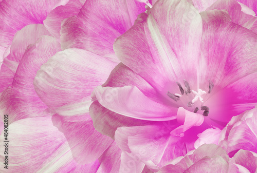 Tulips flowers  light pink..  Floral background.  Close-up. Nature.