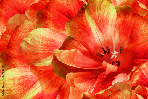 Tulip flower red. Floral background. Close-up. Nature.