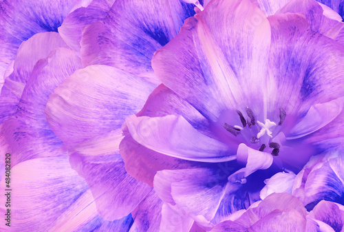Fototapeta Naklejka Na Ścianę i Meble -  Tulips flowers  purple.  Floral background.  Close-up. Nature.
