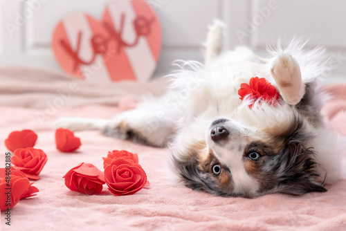 sweet mini aussie lies on her back with red roses and pink rug on valentine's day © Danielle Press