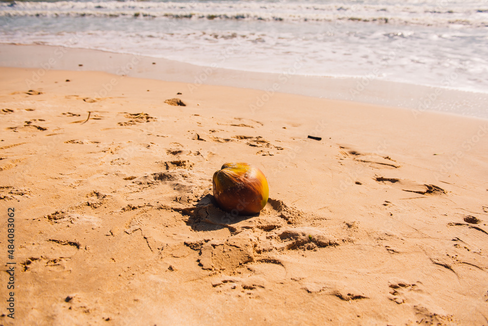 Coconut on the beach against sea with sunshine day. Coconut on the beach against sea with sunshine day.
