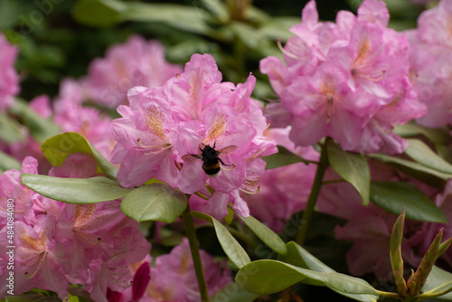 Flower garden
