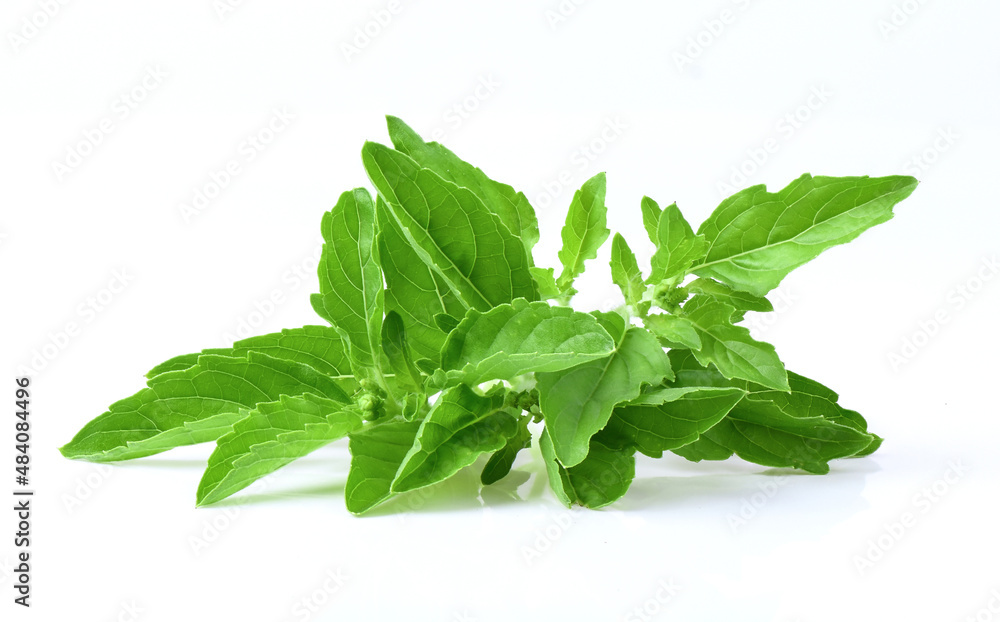 basil leaves on white background basil leaves on white background