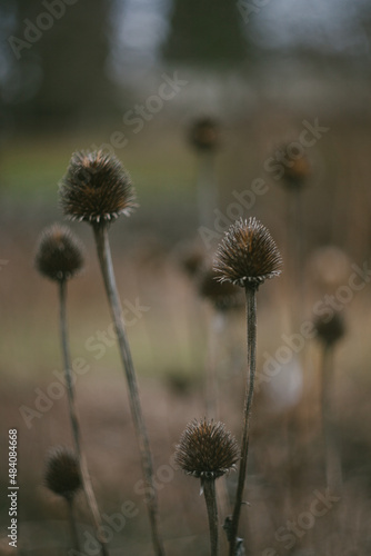 Dried Flower Seed Heads in a Field