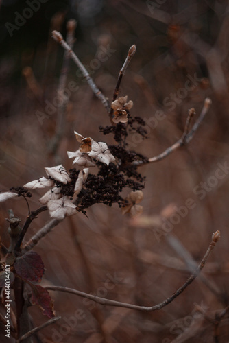 Dried Hydrangea Flower Petal Still Life