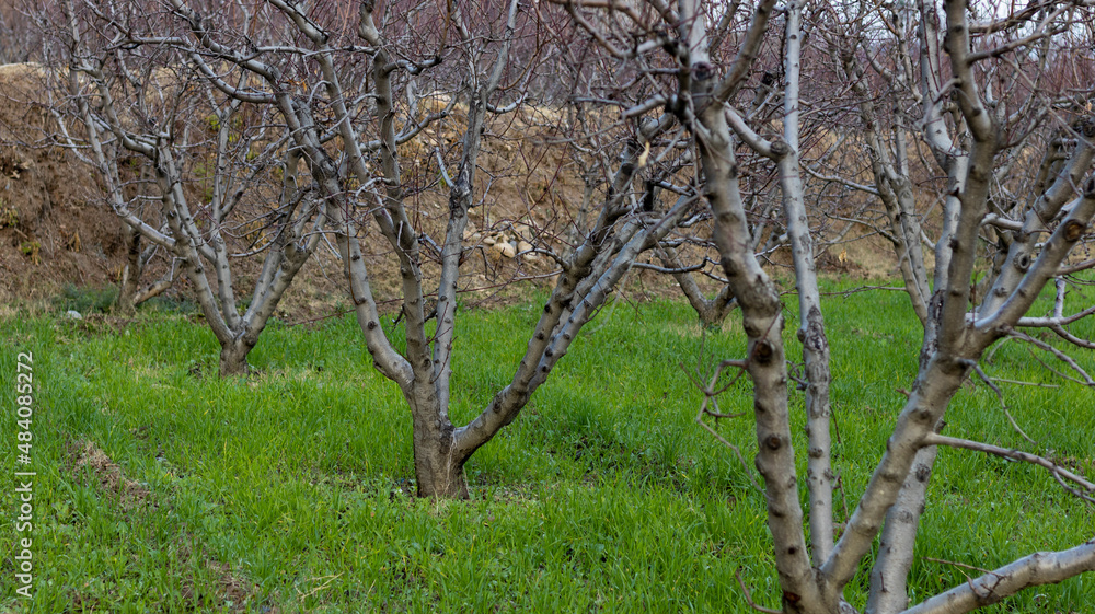 Peach fruit leafless trees in winter Peach fruit leafless trees in winter