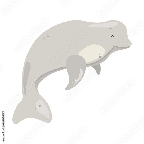 beluga whale isolated