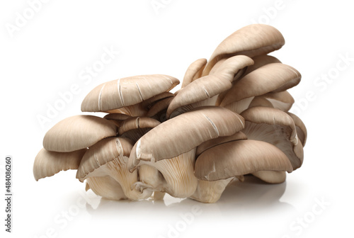 oyster mushrooms on white background
