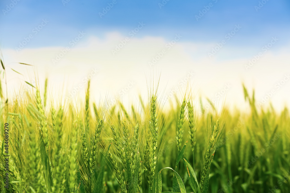 Green wheat spikelets in field on cloudy day Green wheat spikelets in field on cloudy day