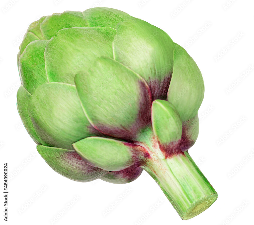 Fresh Artichoke isolated on white background. Raw Artichok closeup Fresh Artichoke isolated on white background. Raw Artichok closeup