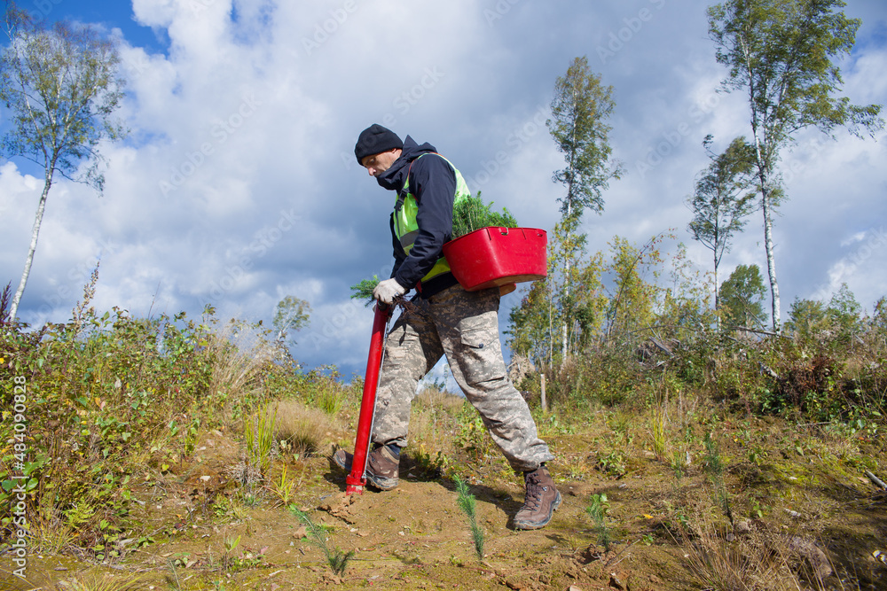 Naklejka premium A forest worker is planting tree seedlings on the site of a felled forest.