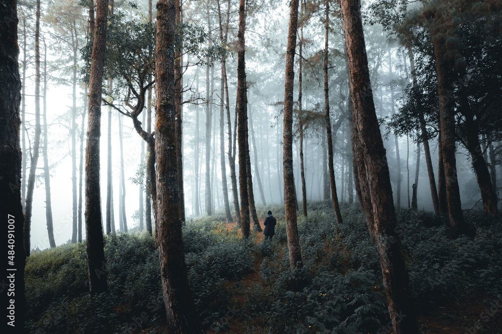 Fototapeta premium misty forest and pine trees