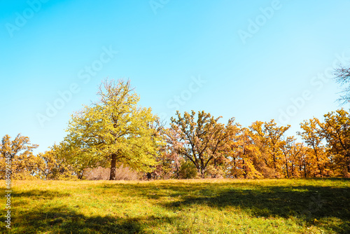 View of autumn trees in park