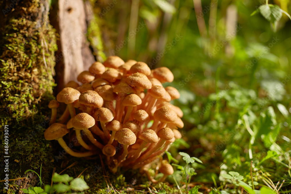 Mushrooms of honey mushrooms grow in the forest near an old stump. A sunny summer or autumn day. Mushrooms of honey mushrooms grow in the forest near an old stump. A sunny summer or autumn day.
