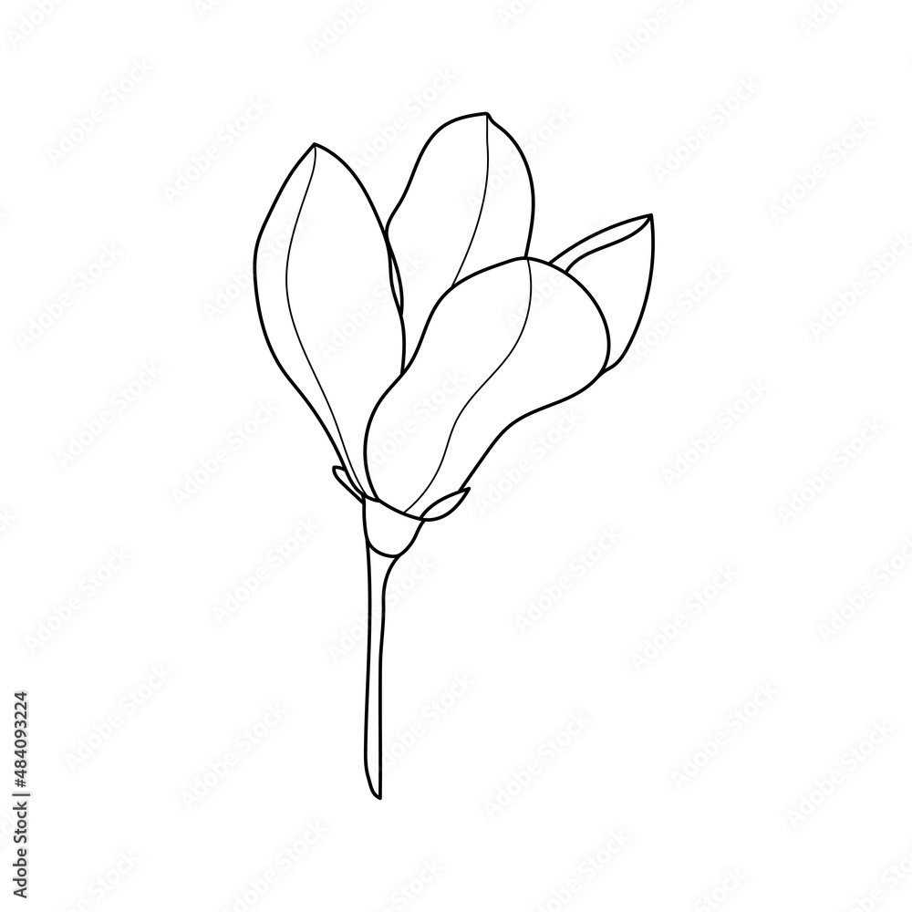 Obraz premium Line art magnolia flower illustration vector on white background