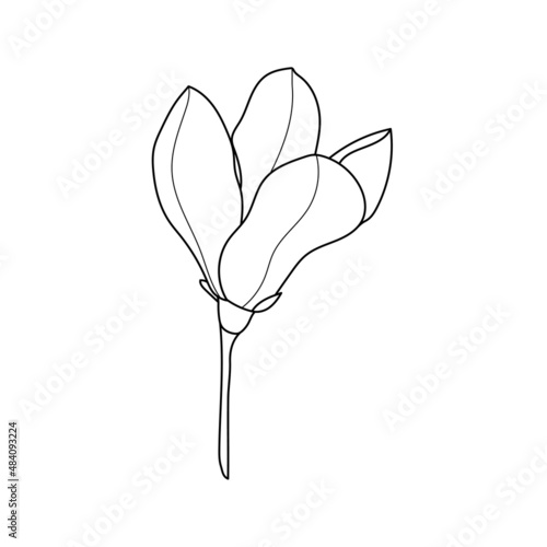 Line art magnolia flower illustration vector on white background