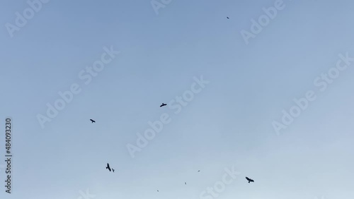 Wallpaper Mural Eagles flying in the blue sky, slow motion looking up low angle shot Torontodigital.ca