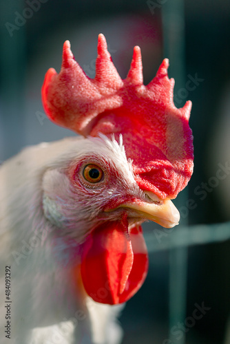 Gallina
