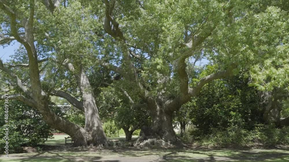 A huge tree with wide branches in one of Cape Town national parks